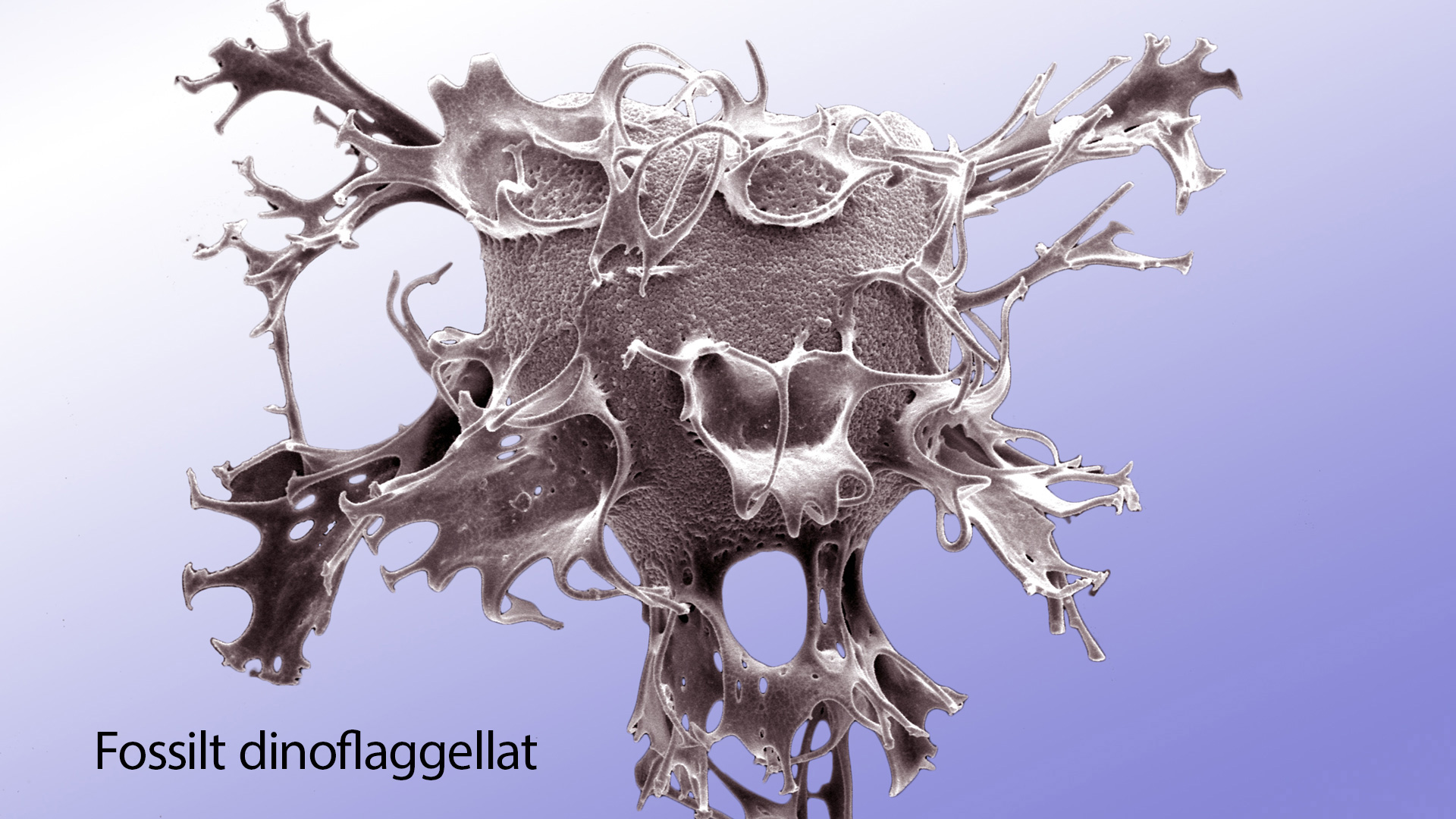 Areoligera_gradient-02-bilde-tfo2022-R-Williams-redigert.jpg 