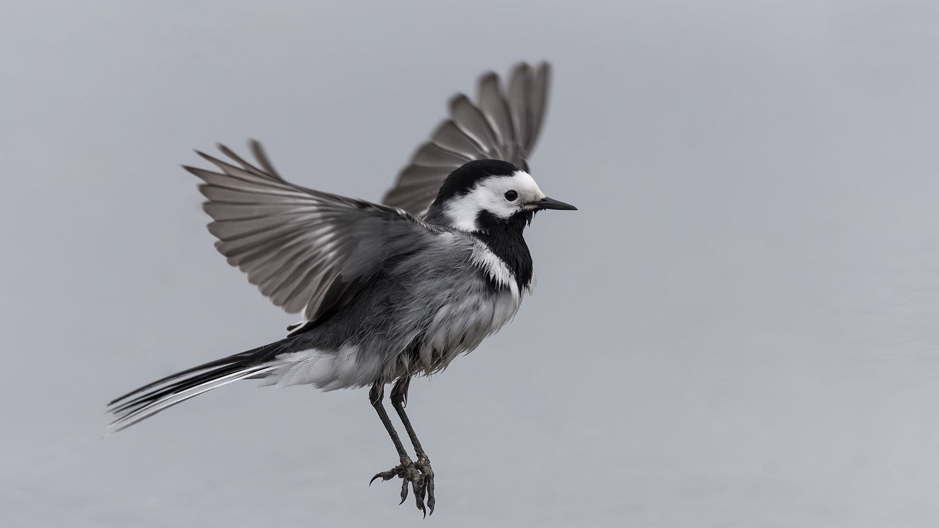Linerle is the Norwegian word for White Wagtail. In this context, linerle is an oil discovery in the Norwegian Sea. (Photo: Shutterstock)
 
